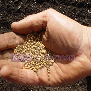 فروش بذردرختان مثمرو تزئینی فروش بذردرختان مثمرو تزئینی